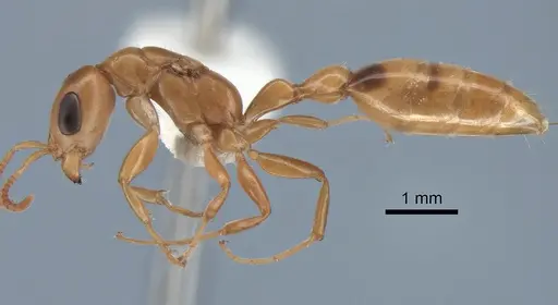 Pseudomyrmex elongatulus specimen CASENT0762874 image casent0762874_4