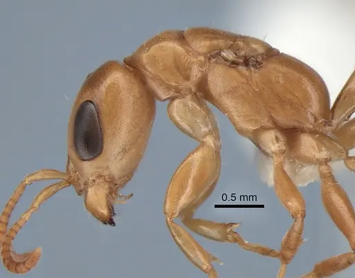 Pseudomyrmex elongatulus specimen CASENT0762874 image casent0762874_5