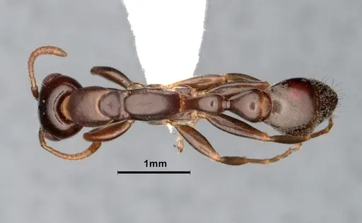 Pseudomyrmex elongatulus specimen CASENT0842015 image casent0842015_1