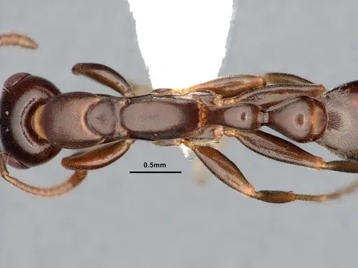 Pseudomyrmex elongatulus specimen CASENT0842015 image casent0842015_2