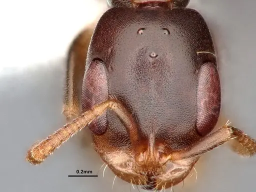 Pseudomyrmex elongatulus specimen CASENT0842015 image casent0842015_3