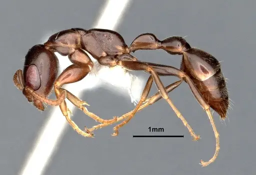 Pseudomyrmex elongatulus specimen CASENT0842015 image casent0842015_4
