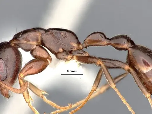Pseudomyrmex elongatulus specimen CASENT0842015 image casent0842015_5