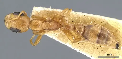 Pseudomyrmex elongatulus specimen CASENT0902874 image casent0902874_1