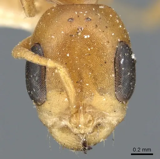 Pseudomyrmex elongatulus specimen CASENT0902874 image casent0902874_2