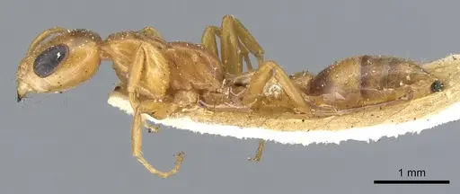 Pseudomyrmex elongatulus specimen CASENT0902874 image casent0902874_3