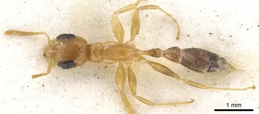 Pseudomyrmex elongatulus specimen CASENT0902875 image casent0902875_1