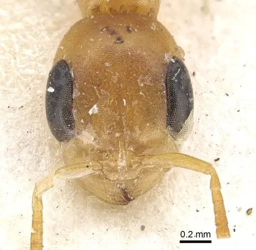 Pseudomyrmex elongatulus specimen CASENT0902875 image casent0902875_2