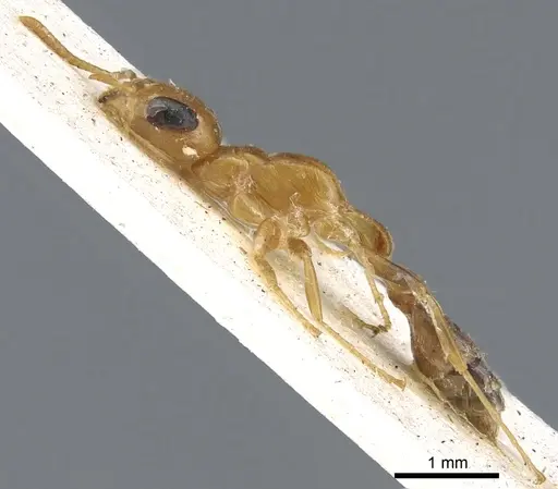 Pseudomyrmex elongatulus specimen CASENT0902875 image casent0902875_3