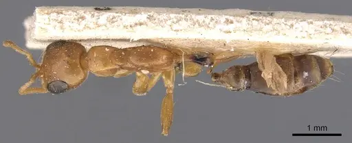 Pseudomyrmex elongatulus specimen CASENT0907524 image casent0907524_1