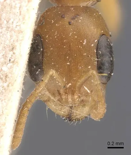 Pseudomyrmex elongatulus specimen CASENT0907524 image casent0907524_2