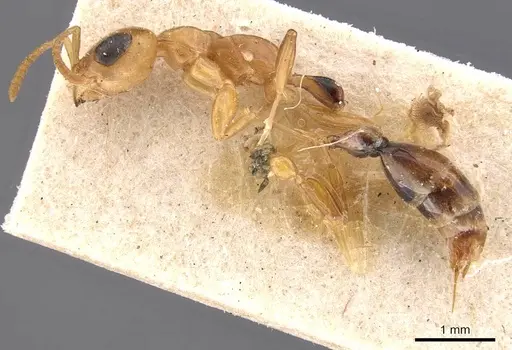 Pseudomyrmex elongatulus specimen CASENT0907524 image casent0907524_3