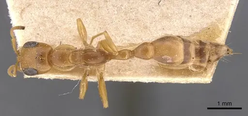 Pseudomyrmex elongatulus specimen CASENT0907525 image casent0907525_1