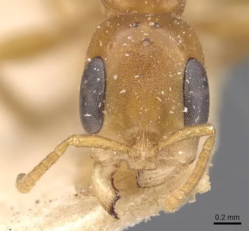 Pseudomyrmex elongatulus specimen CASENT0907525 image casent0907525_2
