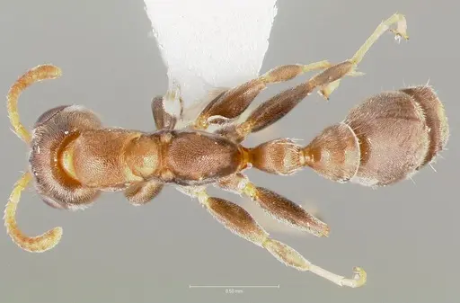 Pseudomyrmex elongatus specimen CASENT0005874 image casent0005874_1