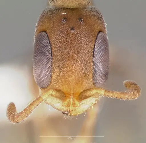 Pseudomyrmex elongatus specimen CASENT0005874 image casent0005874_2