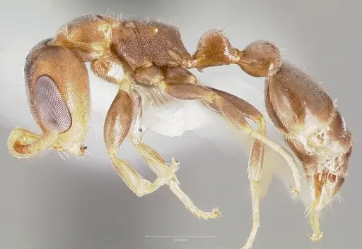Pseudomyrmex elongatus specimen CASENT0005874 image casent0005874_3