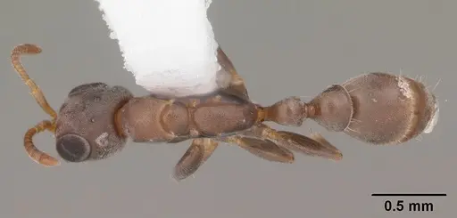 Pseudomyrmex elongatus specimen CASENT0103868 image casent0103868_1