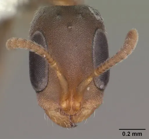 Pseudomyrmex elongatus specimen CASENT0103868 image casent0103868_2