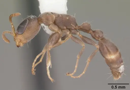Pseudomyrmex elongatus specimen CASENT0103868 image casent0103868_3
