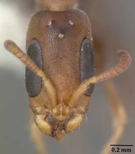 Pseudomyrmex elongatus specimen CASENT0103898 image casent0103898_2