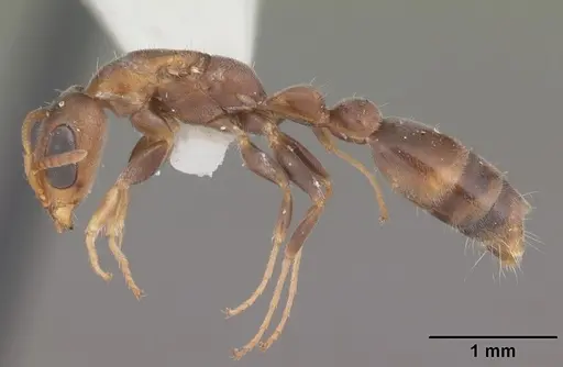Pseudomyrmex elongatus specimen CASENT0103898 image casent0103898_3