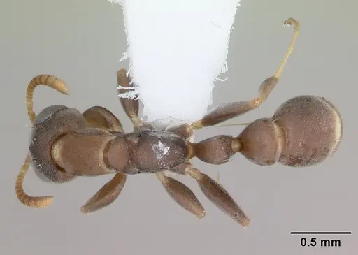 Pseudomyrmex elongatus specimen CASENT0173750 image casent0173750_1