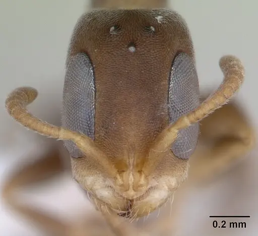 Pseudomyrmex elongatus specimen CASENT0173750 image casent0173750_2