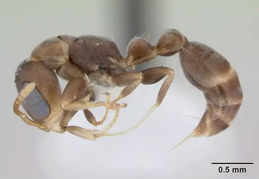 Pseudomyrmex elongatus specimen CASENT0173750 image casent0173750_3