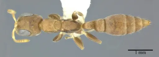 Pseudomyrmex elongatus specimen CASENT0246287 image casent0246287_1