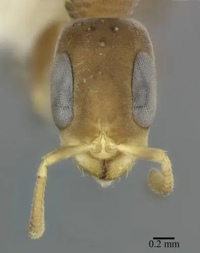 Pseudomyrmex elongatus specimen CASENT0246287 image casent0246287_2