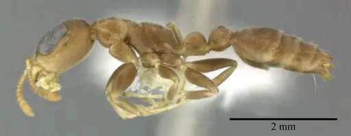 Pseudomyrmex elongatus specimen CASENT0246287 image casent0246287_3