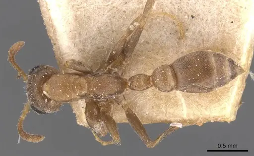 Pseudomyrmex elongatus specimen CASENT0907537 image casent0907537_1