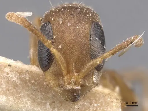 Pseudomyrmex elongatus specimen CASENT0907537 image casent0907537_2