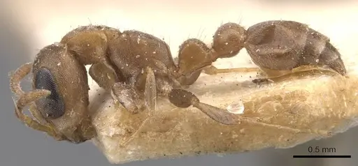 Pseudomyrmex elongatus specimen CASENT0907537 image casent0907537_3