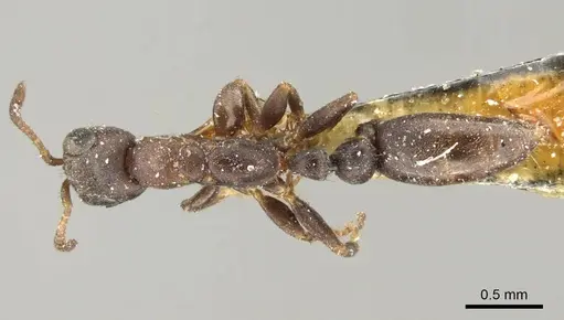 Pseudomyrmex elongatus specimen CASENT0915840 image casent0915840_1