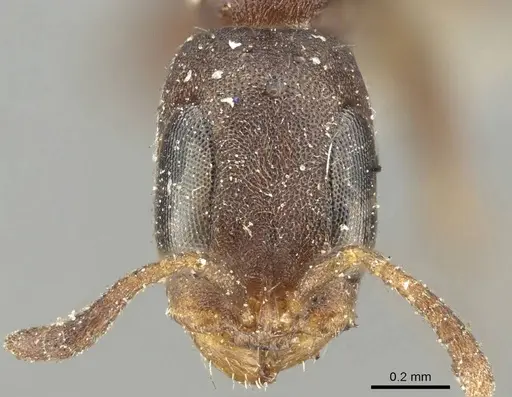 Pseudomyrmex elongatus specimen CASENT0915840 image casent0915840_2