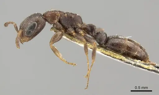 Pseudomyrmex elongatus specimen CASENT0915840 image casent0915840_3