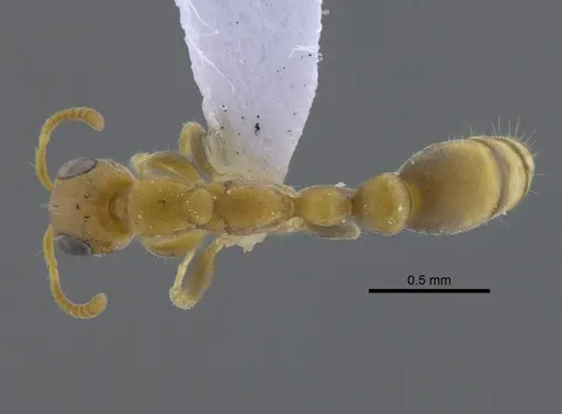 Pseudomyrmex elongatus specimen CBUMAGENT41738 image cbumagent41738_1