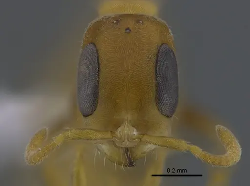 Pseudomyrmex elongatus specimen CBUMAGENT41738 image cbumagent41738_2
