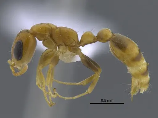 Pseudomyrmex elongatus specimen CBUMAGENT41738 image cbumagent41738_3