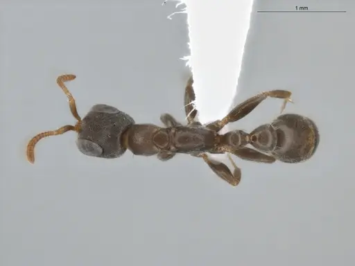 Pseudomyrmex elongatus specimen ECOFOG-BUG-0029-11 image ecofog-bug-0029-11_1