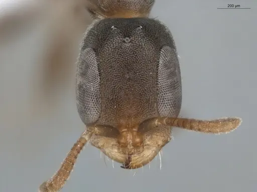 Pseudomyrmex elongatus specimen ECOFOG-BUG-0029-11 image ecofog-bug-0029-11_2