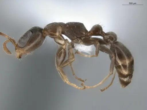 Pseudomyrmex elongatus specimen ECOFOG-BUG-0029-11 image ecofog-bug-0029-11_3