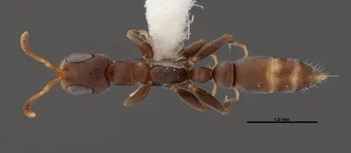 Pseudomyrmex elongatus specimen FMNHINS0000078507 image fmnhins0000078507_1