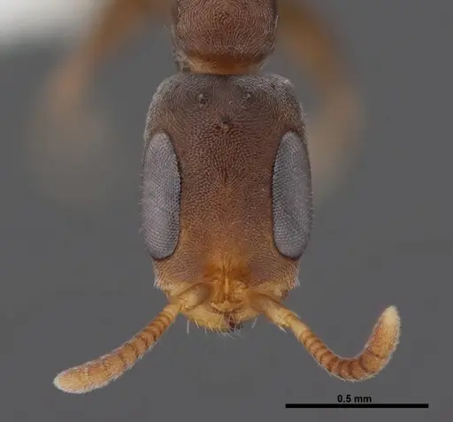 Pseudomyrmex elongatus specimen FMNHINS0000078507 image fmnhins0000078507_2
