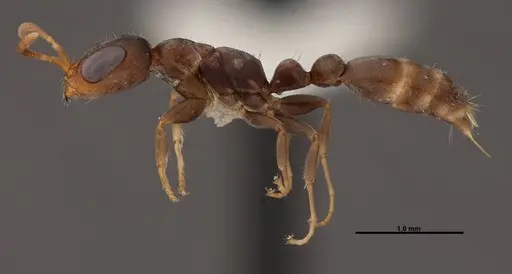 Pseudomyrmex elongatus specimen FMNHINS0000078507 image fmnhins0000078507_3