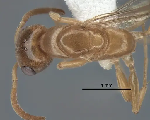 Pseudomyrmex ereptor specimen CASENT0863524 image casent0863524_1