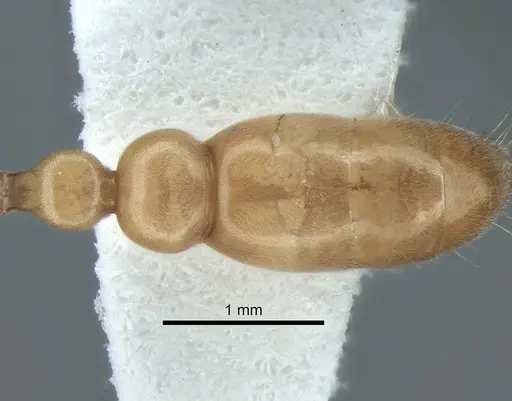 Pseudomyrmex ereptor specimen CASENT0863524 image casent0863524_2