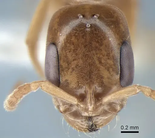 Pseudomyrmex ereptor specimen CASENT0863524 image casent0863524_3
